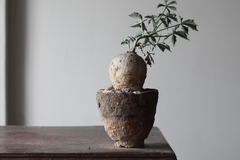 PLANTA: Jatropha berlandieri - online store