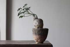 Image of PLANTA: Jatropha berlandieri