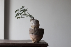 PLANTA: Jatropha berlandieri