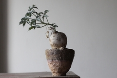PLANTA: Jatropha berlandieri on internet