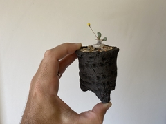 PLANTA: Othonna intermedia on internet