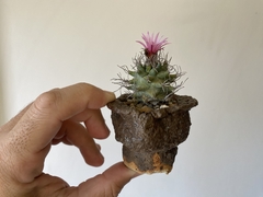 PLANTA: Turbinicarpus alonsoi - loja online