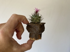 PLANTA: Turbinicarpus alonsoi na internet