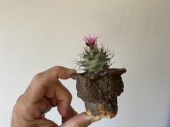 PLANTA: Turbinicarpus alonsoi