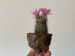 PLANTA: Mammillaria boolii na internet