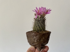 PLANTA: Mammillaria boolii - CATARINA AMORA