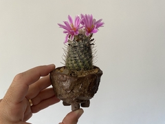 PLANTA: Mammillaria boolii