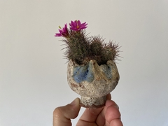 PLANTA: Mammillaria mazatlanensis on internet
