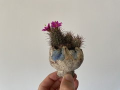 PLANTA: Mammillaria mazatlanensis - CATARINA AMORA