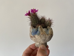 PLANTA: Mammillaria mazatlanensis