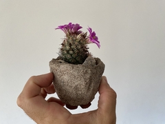PLANTA: Mammillaria on internet