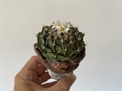 PLANTA: Obregonia denegrii na internet