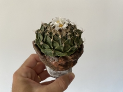 PLANTA: Obregonia denegrii - comprar online