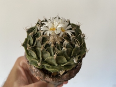 PLANTA: Obregonia denegrii
