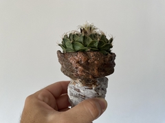 PLANTA: Obregonia denegrii - loja online