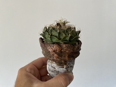 PLANTA: Obregonia denegrii - CATARINA AMORA