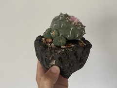PLANTA: Lophophora williansi - CATARINA AMORA