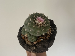 PLANTA: Lophophora williansi - buy online