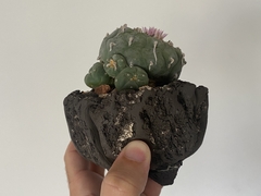 PLANTA: Lophophora williansi - online store