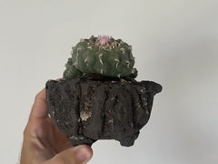 PLANTA: Lophophora williansi - CATARINA AMORA