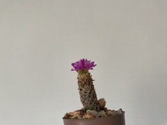 PLANTA: Escobaria minina