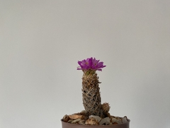 PLANTA: Escobaria minina - online store