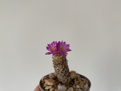 PLANTA: Escobaria minina - CATARINA AMORA