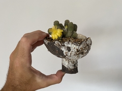PLANTA: Copiapoa laui on internet
