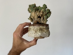 PLANTA: Cereus CV WILD CREST on internet