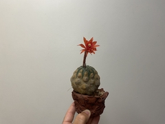 PLANTA: Matucana mandisorum on internet