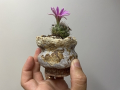 PLANTA: Mammillaria on internet
