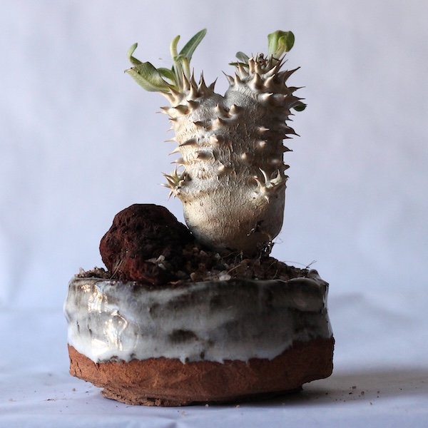 Plantas : Plants