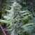 OG 324 - Silver River Seeds - 5 SEMILLAS - comprar online