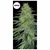 Craig - Yeruti Seeds - 4 SEMILLAS