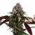 Phantom Ice - Mamua Seeds - 4 SEMILLAS - comprar online