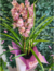 Orquídeas diversas