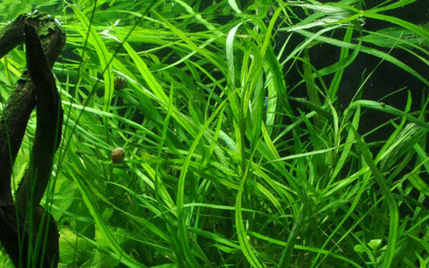 Hygrophila salicifolia