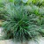 Ophiopogon Japonicus