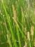 Eleocharis Interstincta