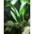 Tronco C/ 1 Anubia barteri var. Glabra (Lanceolata)