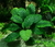 Anubia Barteri var. Coffeefolia - comprar online