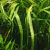 Cryptocoryne balansae - comprar online