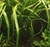 Cryptocoryne Retrospiralis