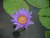 Nymphaea Micrantha (Matriz)