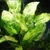 Echinodorus Cordifolius 'Tropica Marble Queen'