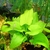 Echinodorus Grandiflorus - comprar online
