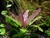 Echinodorus Oriental