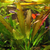 Echinodorus "Osiris Red"