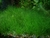 Eleocharis Minima - comprar online
