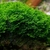 Musgo 'Riccardia'